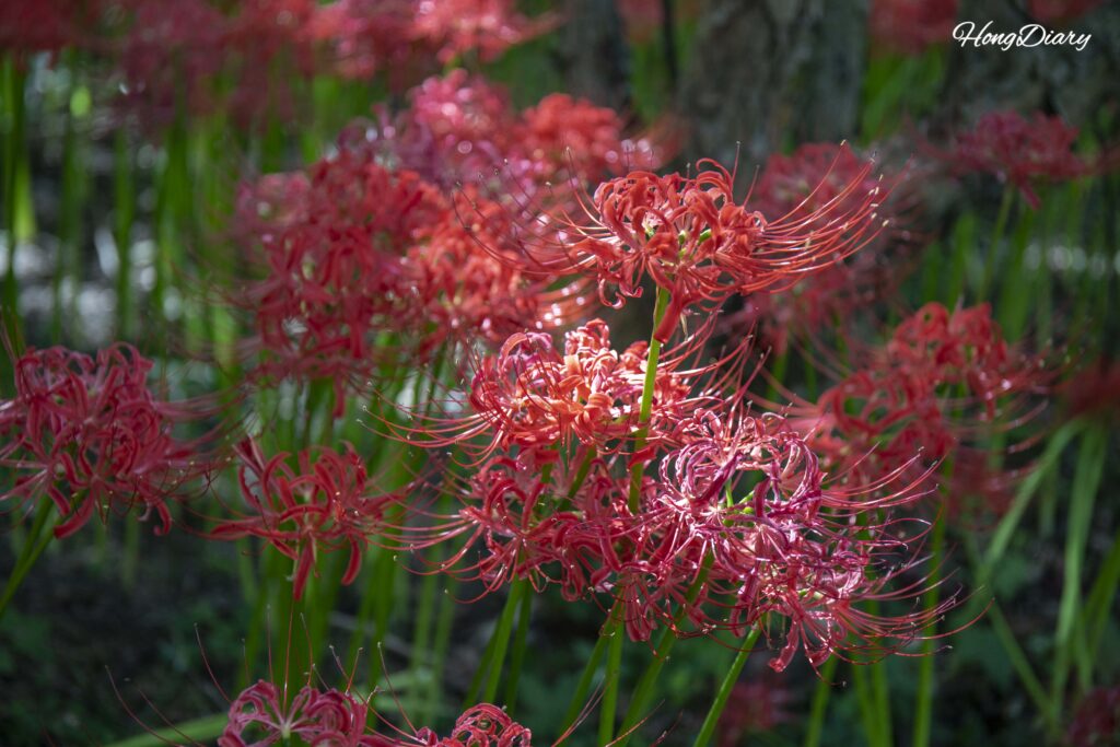 Primer plano de un lirio araña rojo (Lycoris radiata) en el Arboreto de Naejangsan, Jeongeup