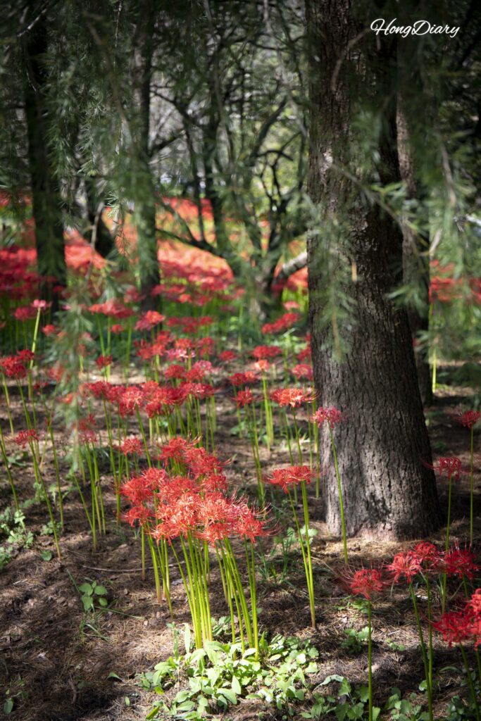 Close-up of red spider lily (Lycoris radiata) flowers at Naejangsan Arboretum in Jeongeup, South Korea
