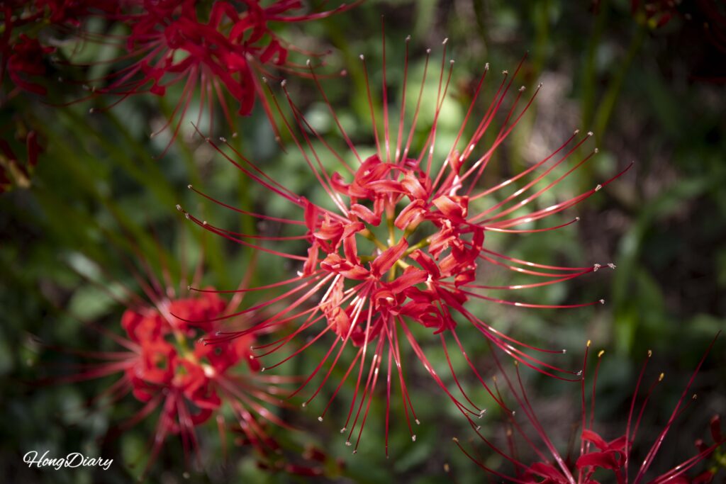 内蔵山樹木園で撮影した彼岸花(Lycoris radiata)のクローズアップ