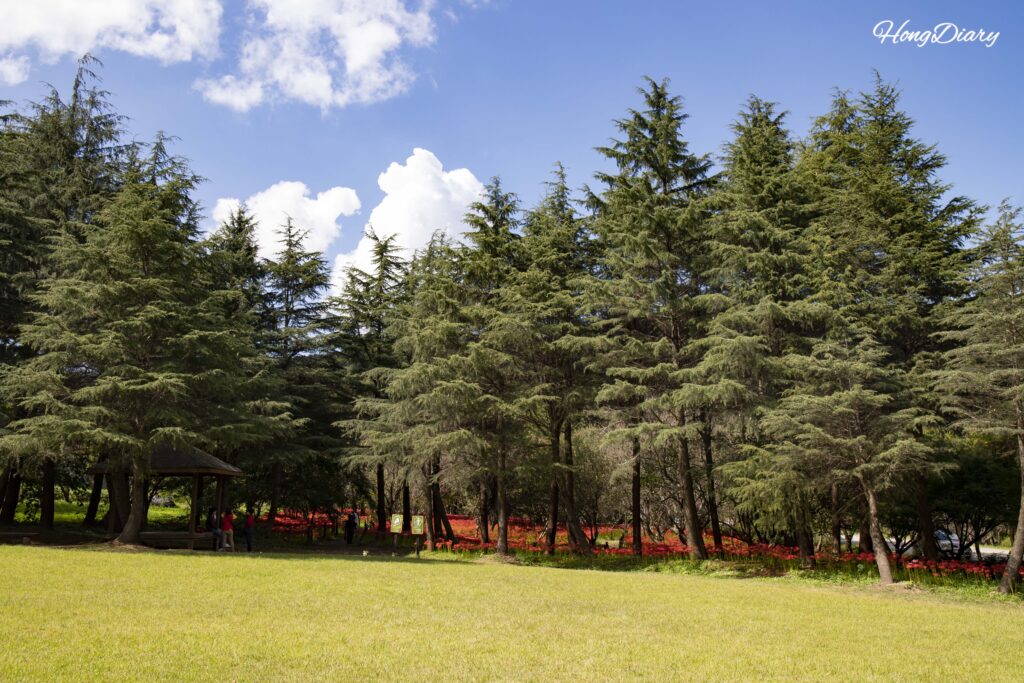 First view of the red spider lily colony visible through the trees at Naejangsan Arboretum in Jeongeup
