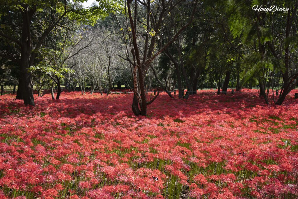 Red spider lily field in full bloom at Naejangsan Arboretum in Jeongeup during the second week of September