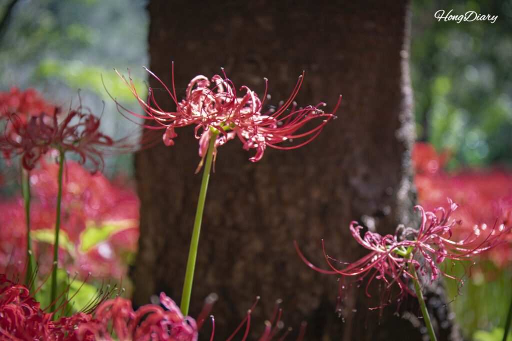 Soft-focus close-up of a red spider lily bloom at Naejangsan Arboretum in Jeongeup in early autumn