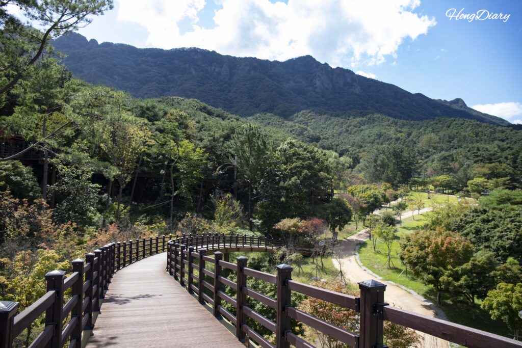 内蔵山彫刻公園の生態探訪デッキロード上から見下ろした公園と周囲の木々