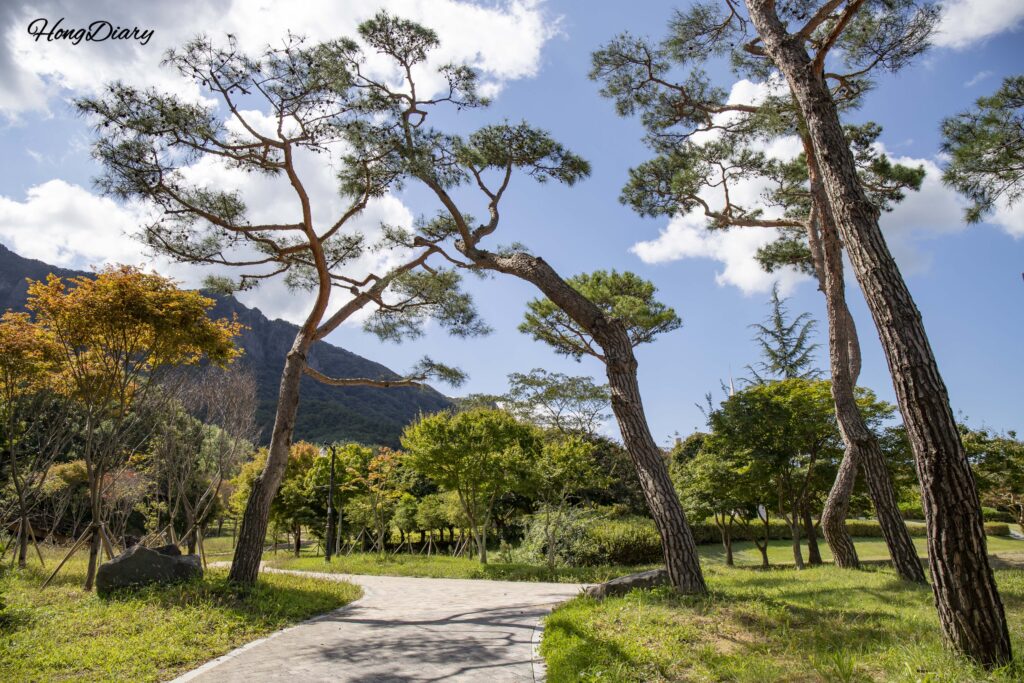 Tree-lined trail inside Naejangsan Sculpture Park near Naejang Lake in Jeongeup, Jeollabuk-do