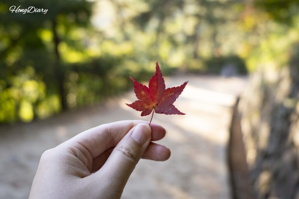 A bright red maple leaf picked up on the autumn path to Dosan Seowon, Andong