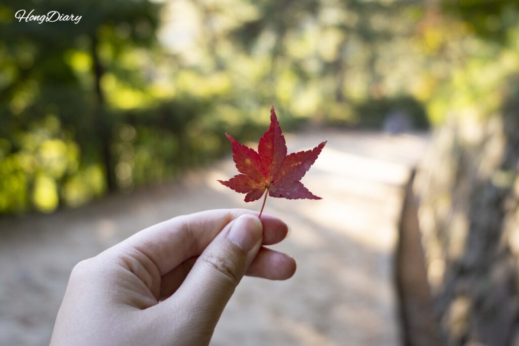 陶山書院への道で拾った真っ赤な紅葉の葉(安東)