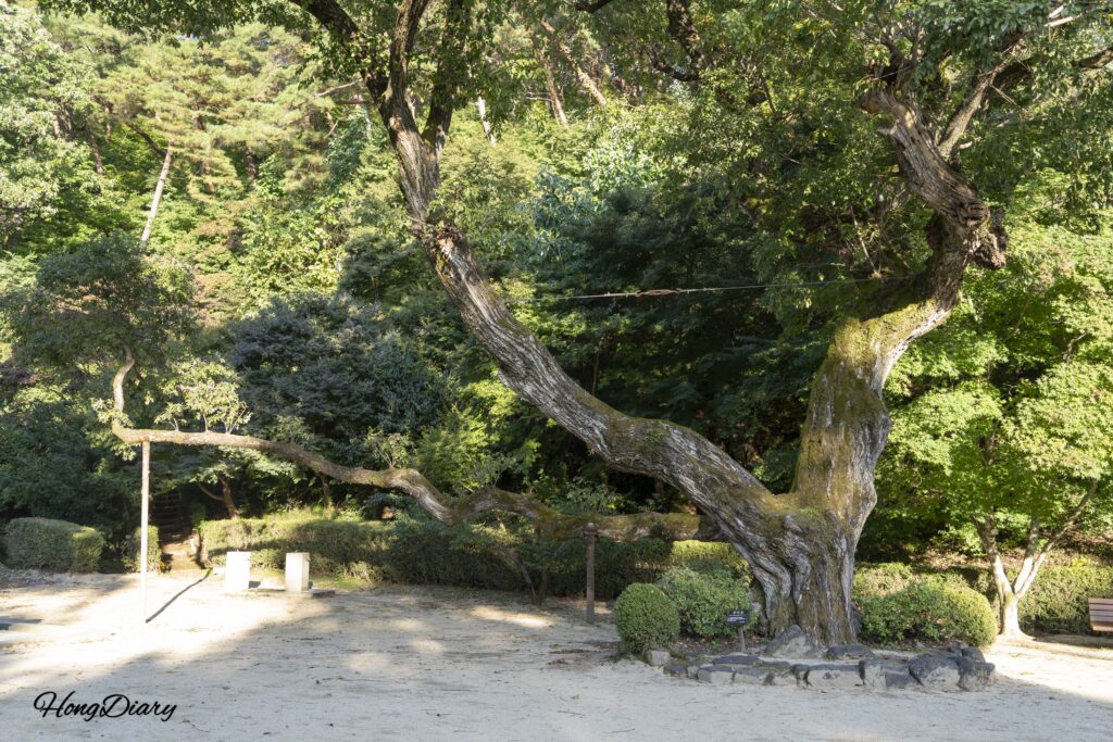 Ancient royal willow tree standing in front of Dosan Seowon Confucian academy, Andong