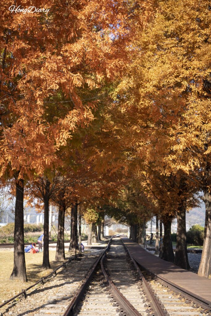 Metasequoia-lined path running alongside old railway tracks near Seodo Station in Namwon during autumn