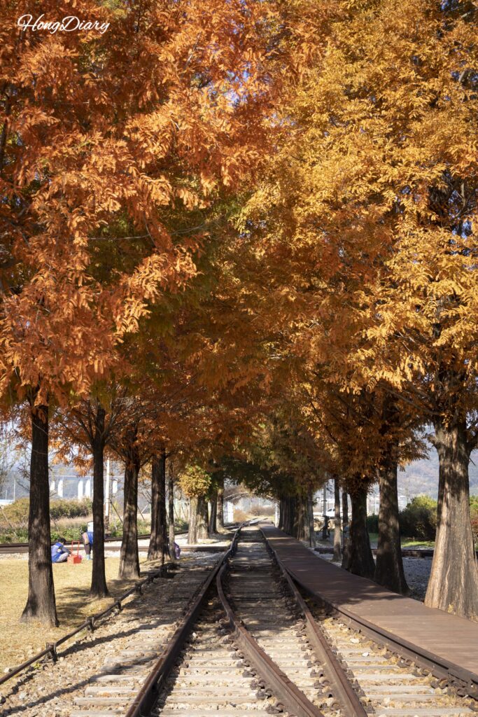 Sendero de metasequoias junto a las vías del tren cerca de la Estación Seodo en Namwon durante el otoño