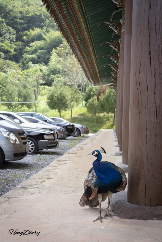 A free-roaming peacock preening its feathers in the courtyard of Seounam Hermitage at Tongdosa Temple