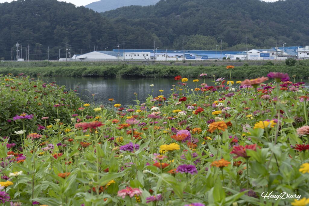 Flores de mirto crespón en tonos rosa, rojo y blanco junto al arroyo Yangsancheon con el Ssangbyeokru Art Hall de Yangsan visible al fondo, durante el otoño