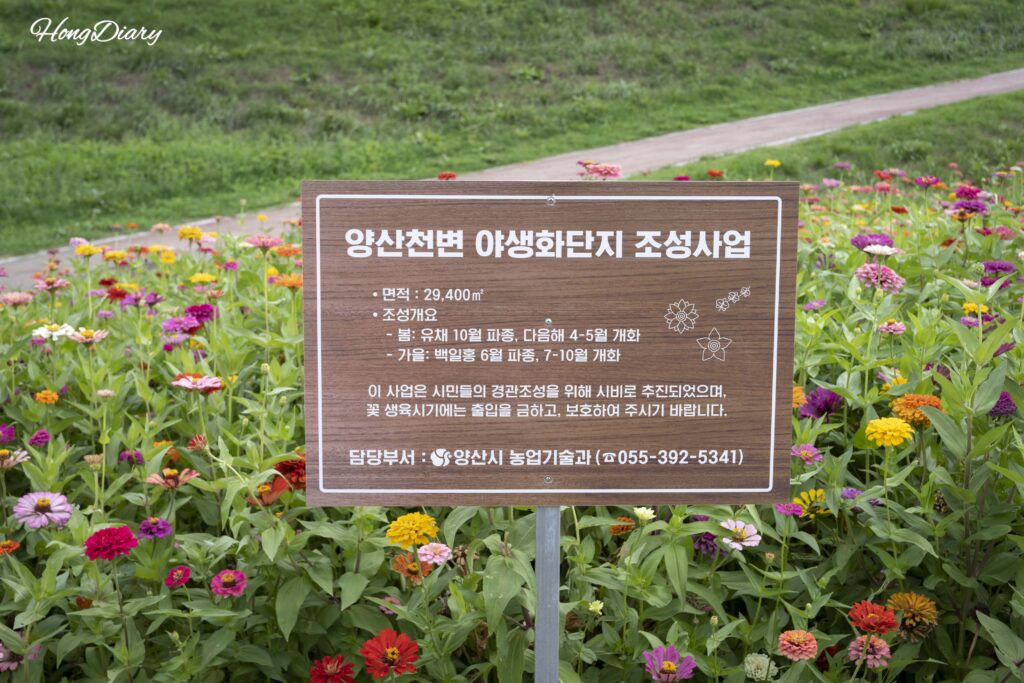 Information sign for the Yangsancheon wildflower garden in Yangsan with crepe myrtle flowers blooming in the background
