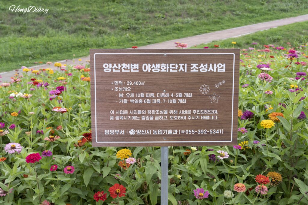 Cartel informativo del jardín de flores silvestres del arroyo Yangsancheon en Yangsan, rodeado de mirto crespón en flor