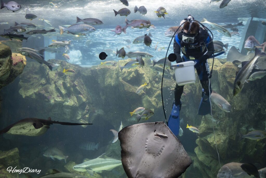 Un buzo dentro del tanque del estrecho de Kanmon del Acuario Kaikyokan alimentando a una raya mientras los visitantes observan