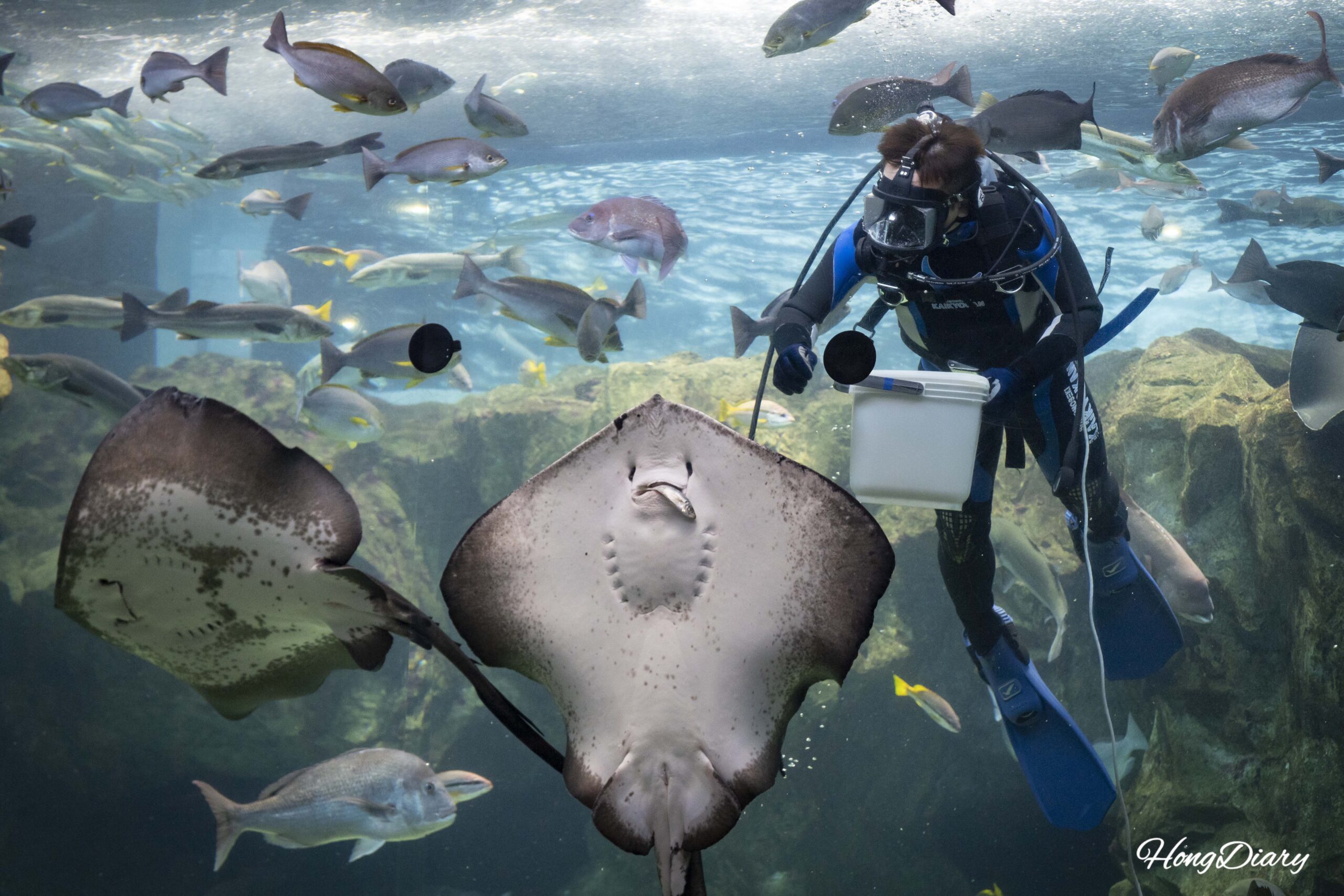 Kaikyokan Aquarium in Shimonoseki — What Most Visitors Miss at Japan’s Pufferfish Capital