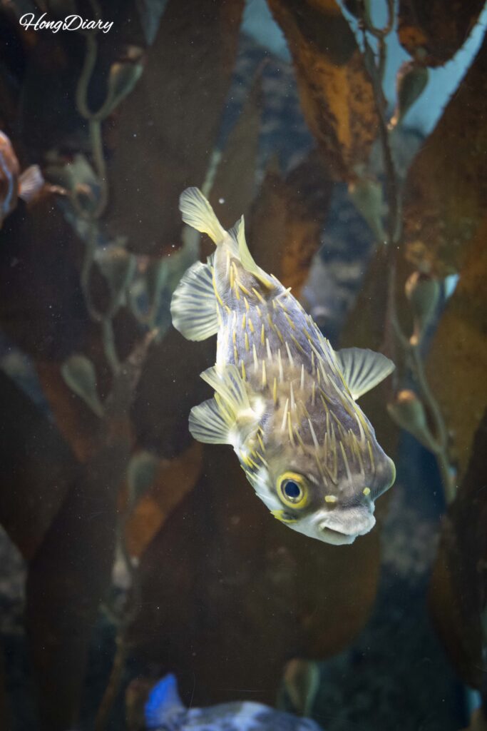 Varias especies diferentes de pez globo en el Acuario Kaikyokan incluyendo variedades espinosas y de colores vivos