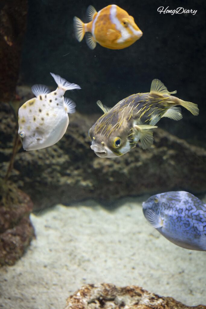 Several different pufferfish species at Kaikyokan Aquarium including spiny pufferfish and brightly colored varieties