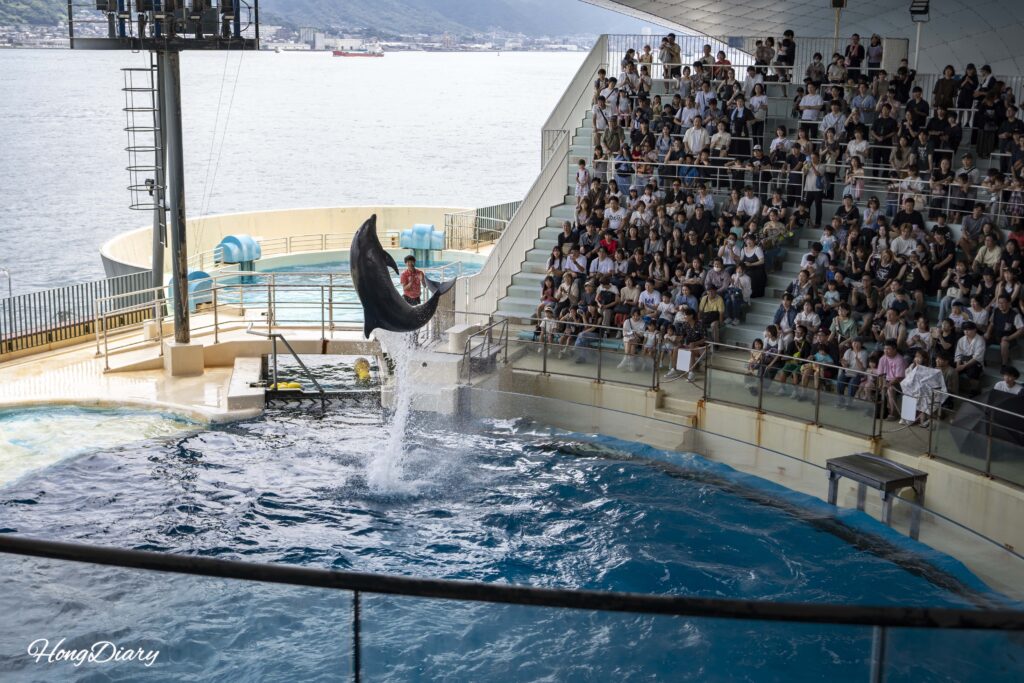 A dolphin mid-jump during the live show at Kaikyokan Aquarium Dolphin Stadium with a large crowd of spectators watching