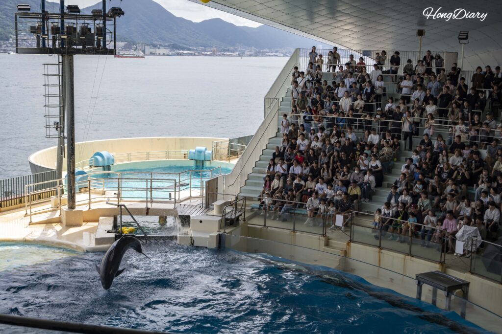 Un delfín en pleno salto durante el espectáculo en vivo en el Estadio de Delfines del Acuario Kaikyokan con una gran multitud de espectadores