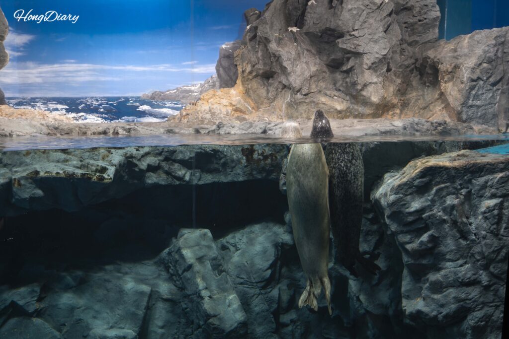 Una foca moteada nadando dentro de su tanque en el Acuario Kaikyokan en Shimonoseki