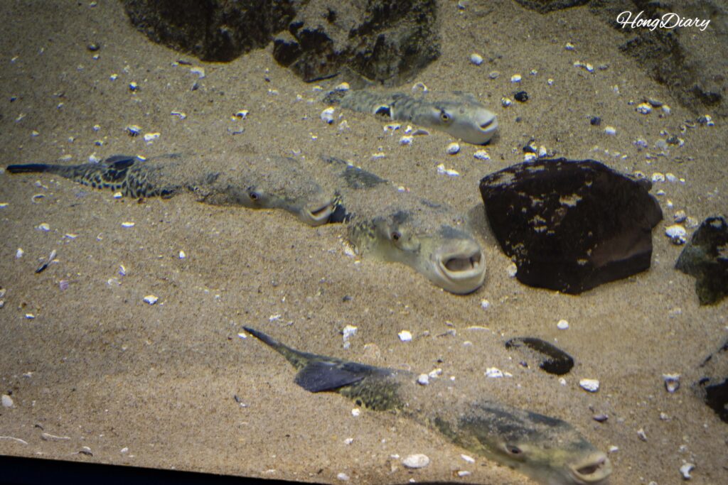 Un pez globo tigre parcialmente enterrado en la arena con solo los ojos visibles en la exhibición de fugu del Acuario Kaikyokan