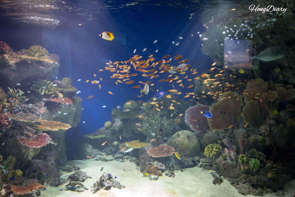 Gran tanque de arrecife de coral con bancos frente a él en la zona de descanso del Acuario Kaikyokan