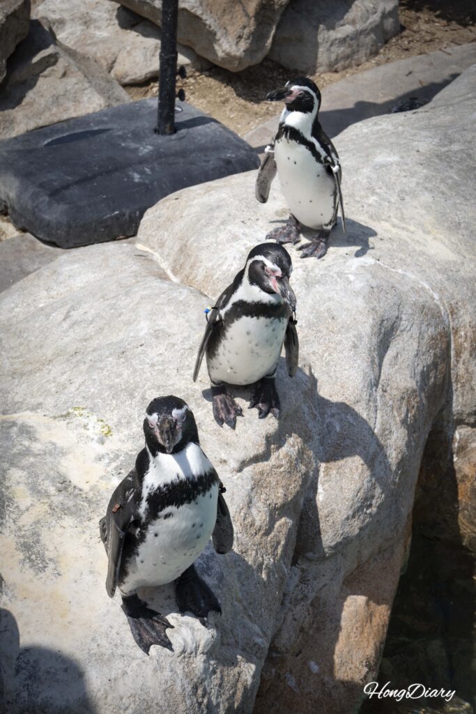 海響館のフンボルトペンギン特別保護区で日光浴をするペンギンとこちらを見つめるペンギン