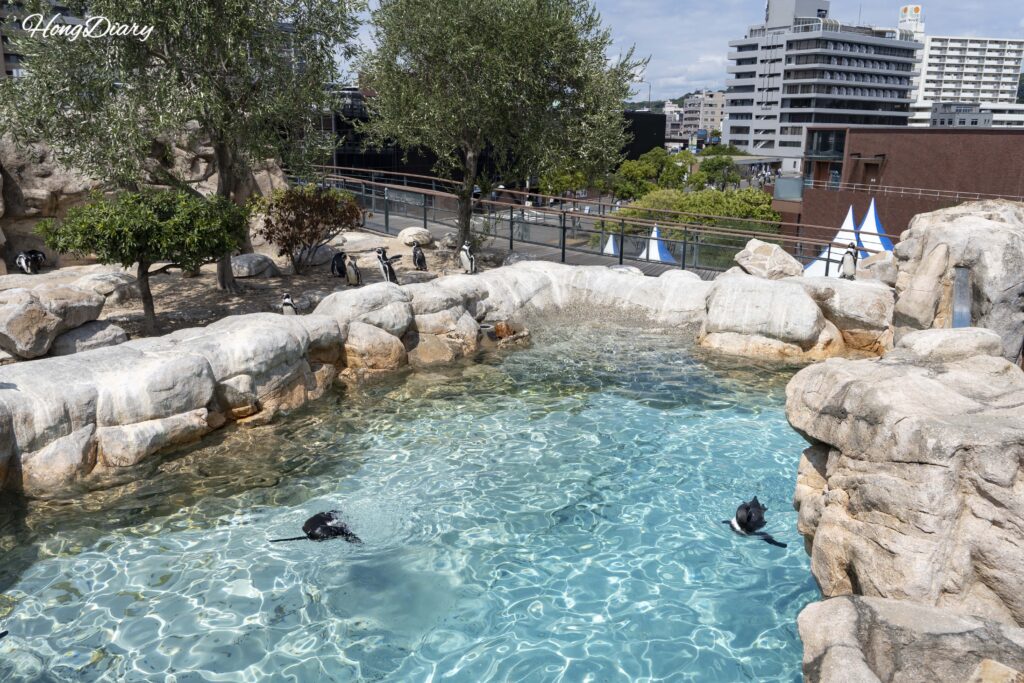 Humboldt penguins swimming in an outdoor pool and sunbathing on rocks at Kaikyokan Aquarium special protection area