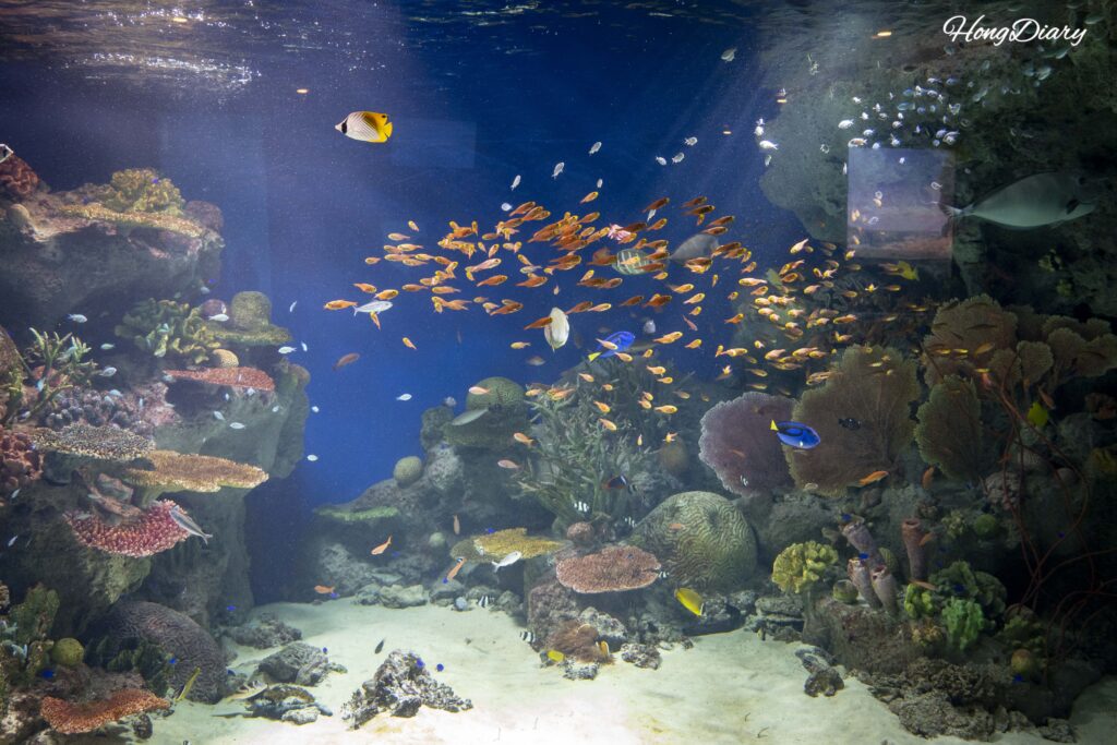 Large colorful reef aquarium tank with benches in front of it at Kaikyokan Aquarium rest area