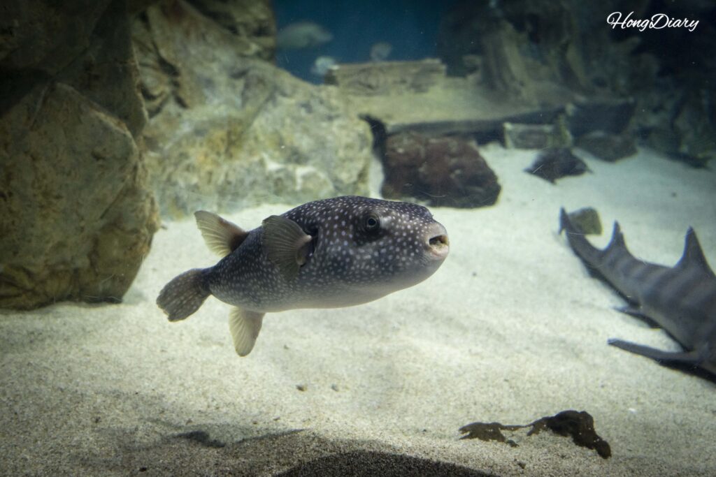 Primer plano del rostro de un pez globo en el Acuario Kaikyokan en Shimonoseki