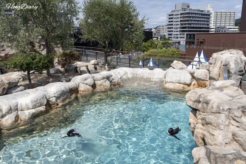 Pingüinos de Humboldt nadando en una piscina exterior y tomando sol sobre rocas en el área de protección especial del Acuario Kaikyokan