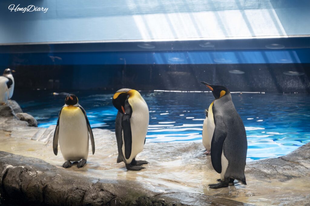 Un grupo de pingüinos subantárticos de pie en la exhibición interior de la Aldea de Pingüinos del Acuario