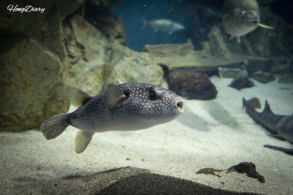 Close-up portrait of a pufferfish face at Kaikyokan Aquarium in Shimonoseki