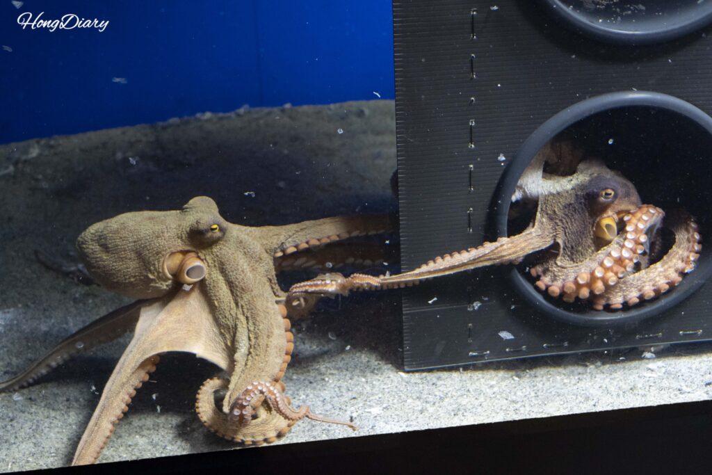 Un pulpo dentro de un compartimento con forma de molde de takoyaki en la exhibición de criaturas recomendadas por el personal del Acuario Kaikyokan