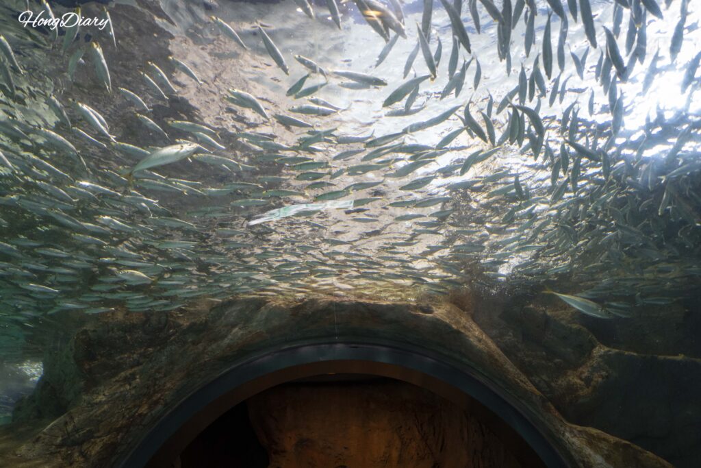 海響館のイワシトンネル。約5万匹のマイワシが頭上で銀色の渦を描いて群泳している