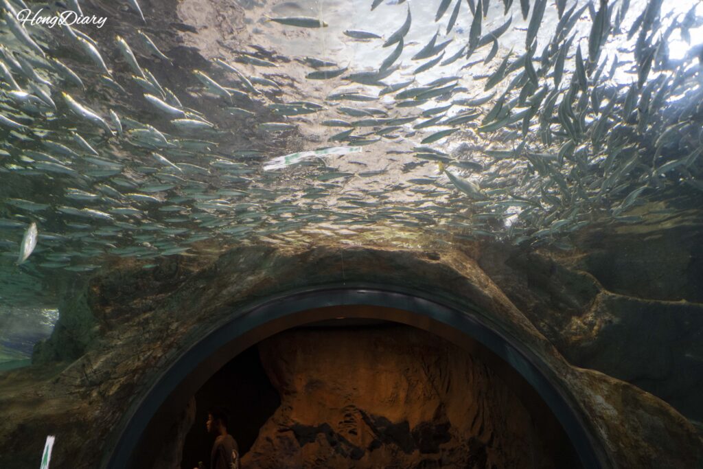 Overhead tunnel view of roughly 50,000 sardines schooling in a dense swirling mass at Kaikyokan Aquarium in Shimonoseki