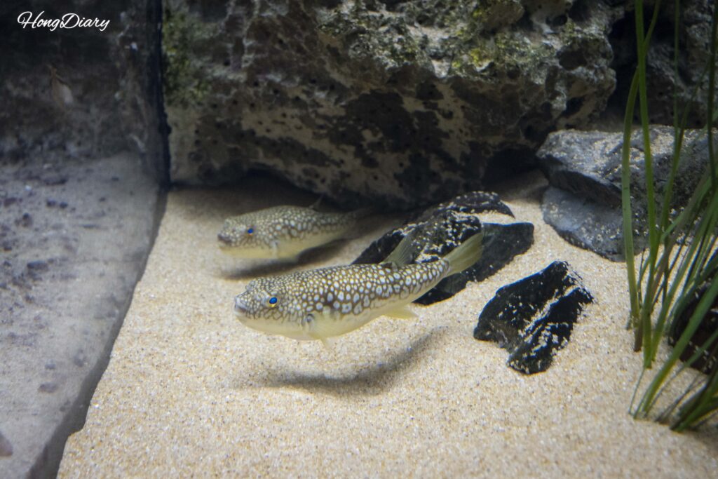 A small colorful pufferfish species on display at Kaikyokan Aquarium world pufferfish collection