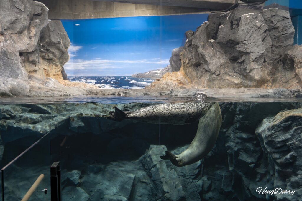 A spotted seal swimming inside its tank at Kaikyokan Aquarium in Shimonoseki