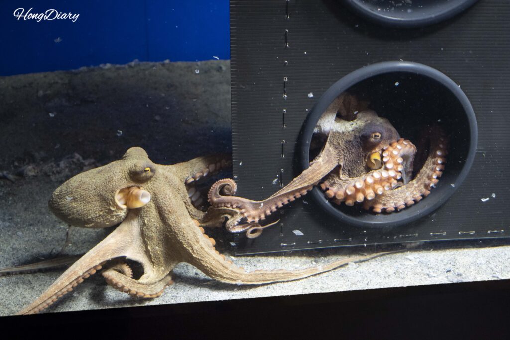 An octopus inside a compartment shaped like a takoyaki cooking mold at Kaikyokan Aquarium staff recommended creatures exhibit