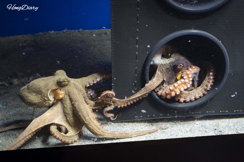 海響館のスタッフ激推し生物展でたこ焼き器の形をした水槽に入っているタコ