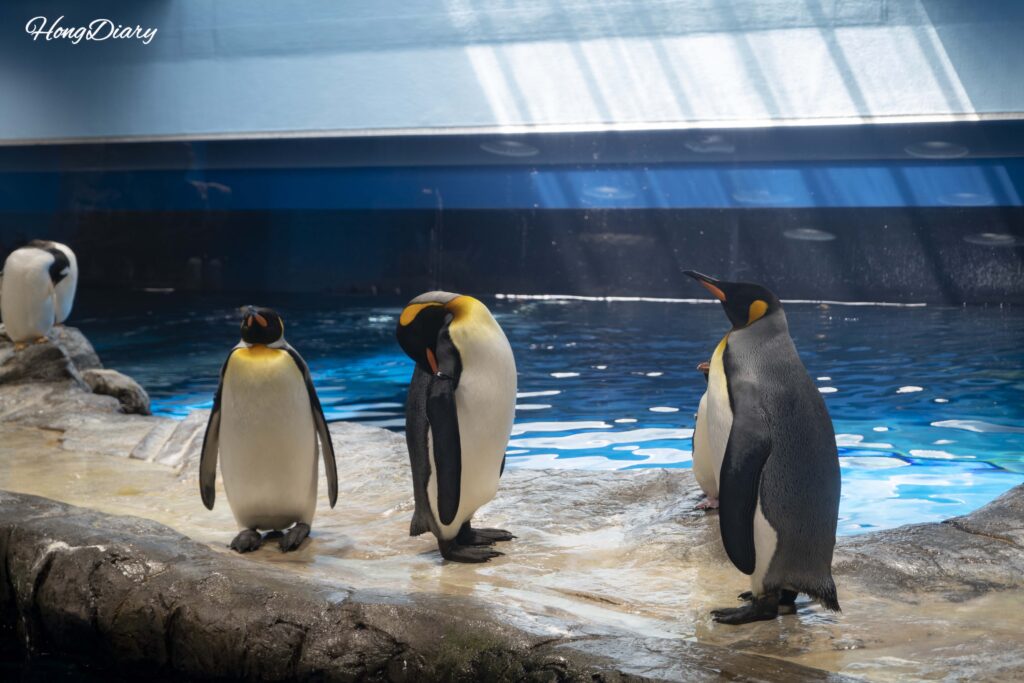 A group of sub-Antarctic penguins standing together in the indoor exhibit at Kaikyokan Aquarium Penguin Village