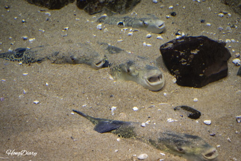 A tiger pufferfish partially buried in sand with only its eyes visible at Kaikyokan Aquarium fugu exhibit in Shimonoseki