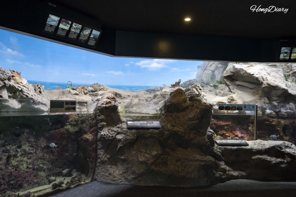 海響館の熱帯雨林の川の展示。流木やブラックウォーター水槽と大型淡水魚