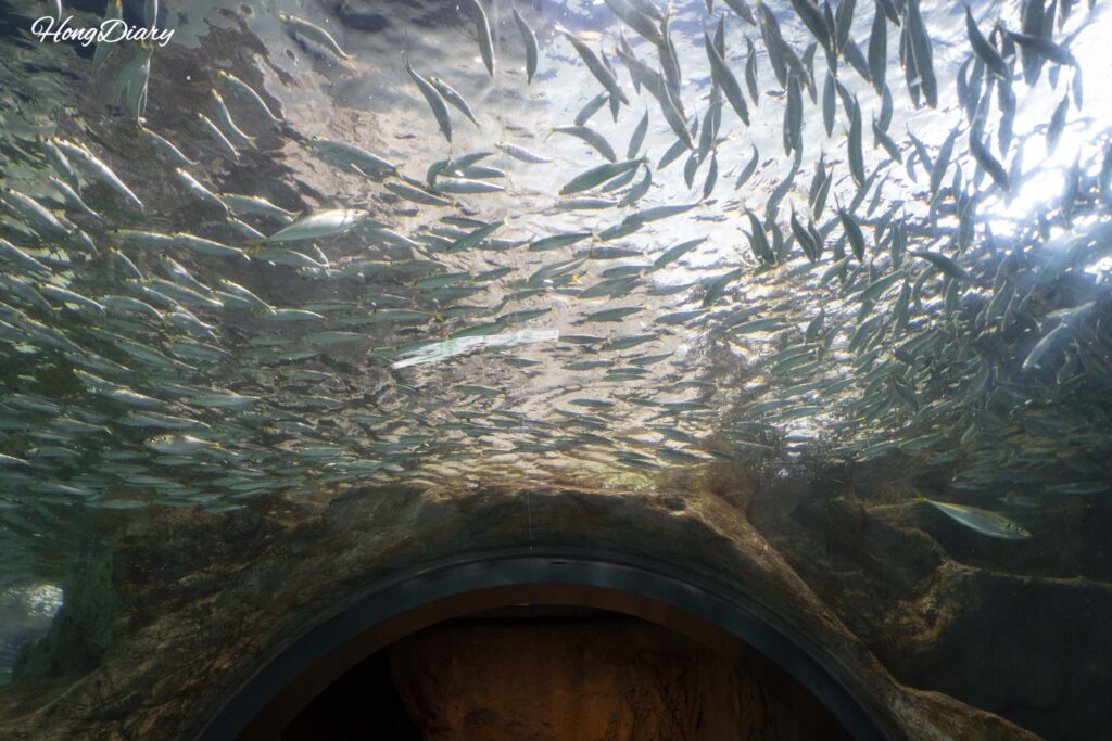 Vista del túnel superior con aproximadamente 50.000 sardinas formando un cardumen en espiral en el Acuario Kaikyokan en Shimonoseki